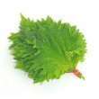 Shiso!